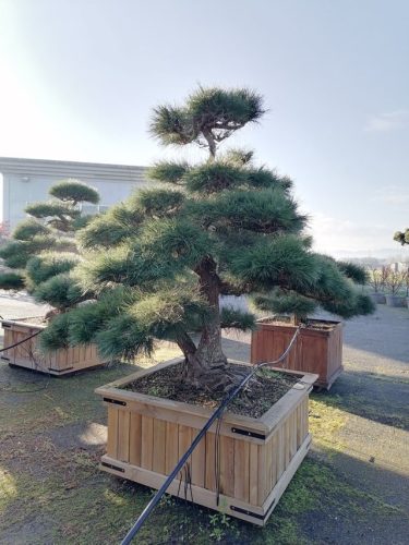 Pinus thumbergii H220 CL130x130