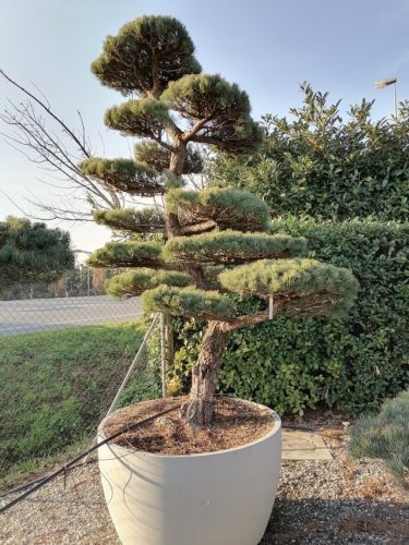 Pinus pentaphylla H260 VB115