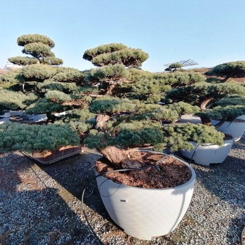 Pinus pentaphylla H155 VB110