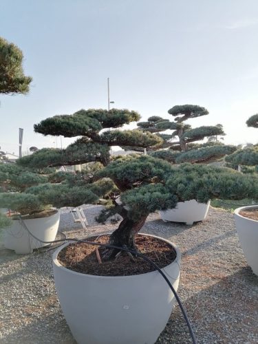 Pinus pentaphylla H150 VB110