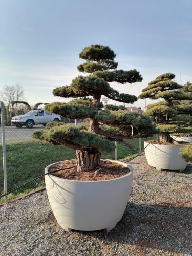 Pinus pentaphylla H220 VB135