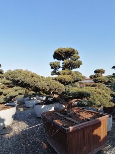 Pinus pentaphylla H210 CL140x140