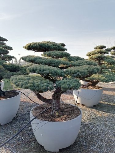 Pinus pentaphylla H150 VB110