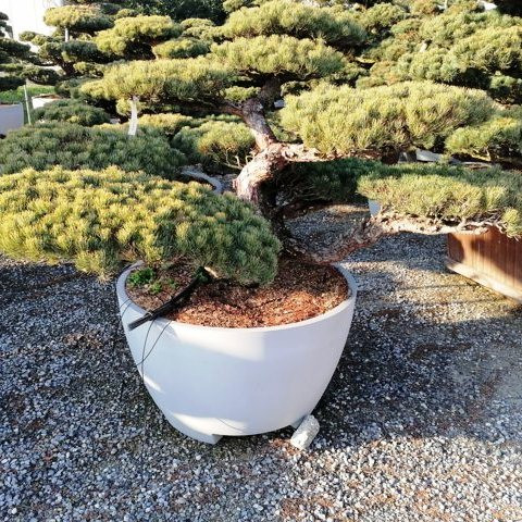 Pinus pentaphylla H120 VB110