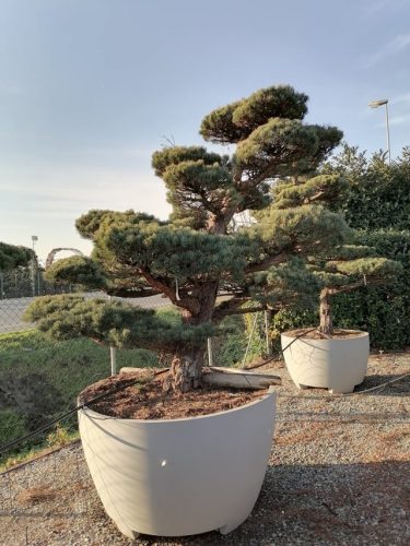 Pinus pentaphylla H250 VB130
