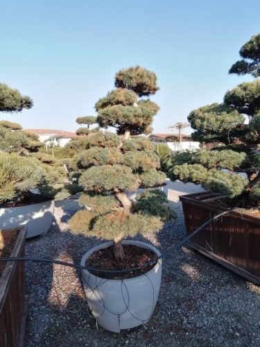 Pinus parviflora H180 VB70