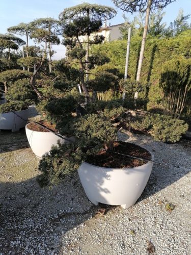 Taxus cuspidata H180 VB95