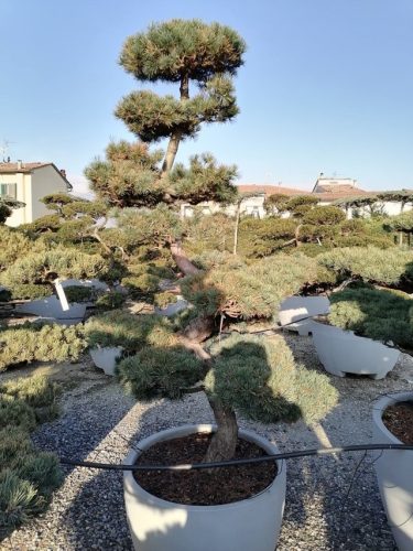 Pinus parviflora H200 VB75
