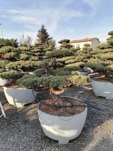 Pinus pentaphylla H110 VB110