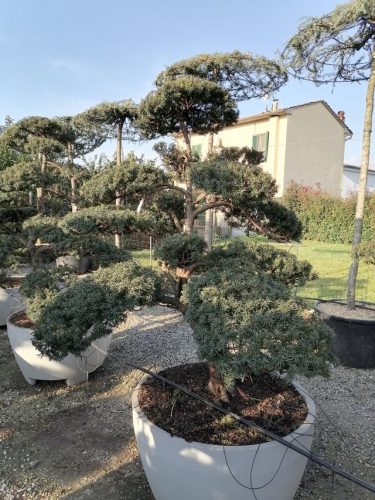 Taxus cuspidata H180 VB95