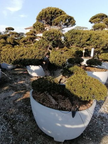 Taxus cuspidata H160 VB100