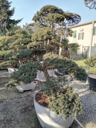 Taxus cuspidata H180 VB95