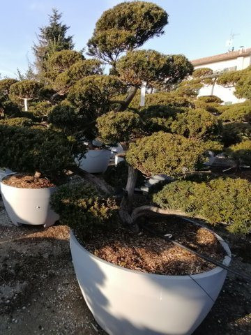 Taxus cuspidata H170 VB100