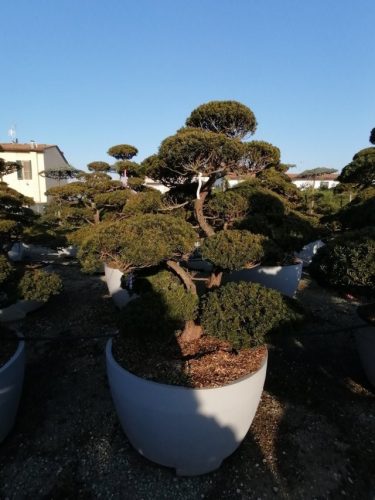 Taxus cuspidata H170 VB100