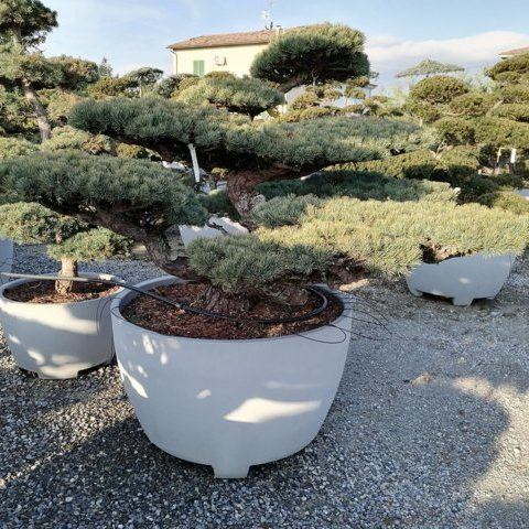 Pinus pentaphylla H140 VB107 EXTRA