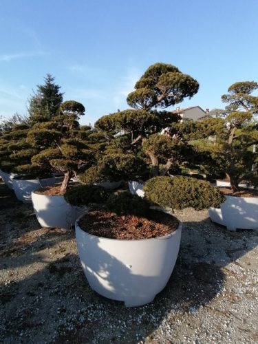 Taxus cuspidata H200 VB115