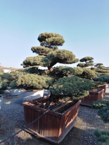 Pinus pentaphylla H220 CL140x140