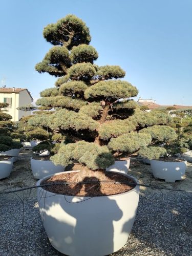 Pinus pentaphylla H210 VB135
