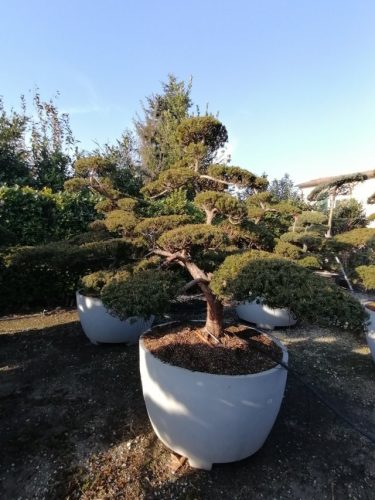 Taxus cuspidata H200 VB115