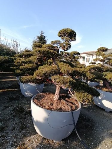 Taxus cuspidata H200 VB115