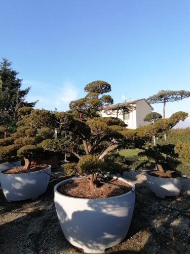 Taxus cuspidata H220 VB130