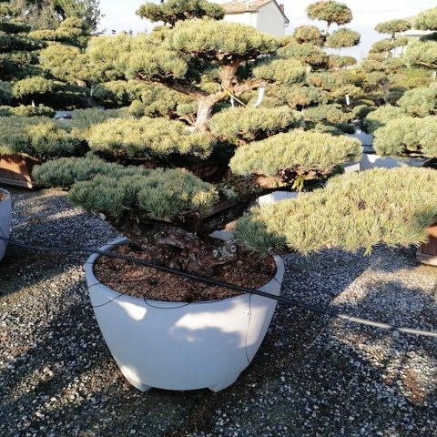 Pinus pentaphylla H150 VB110