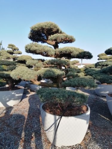 Pinus pentaphylla H210 VB110
