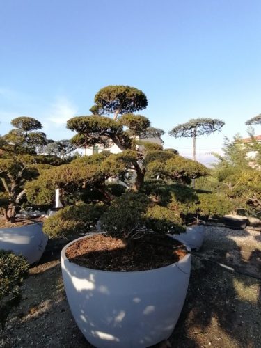 Taxus cuspidata H220 VB130