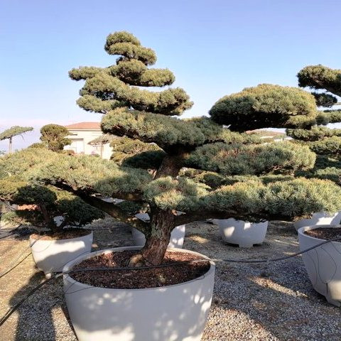 Pinus pentaphylla H250 VB135