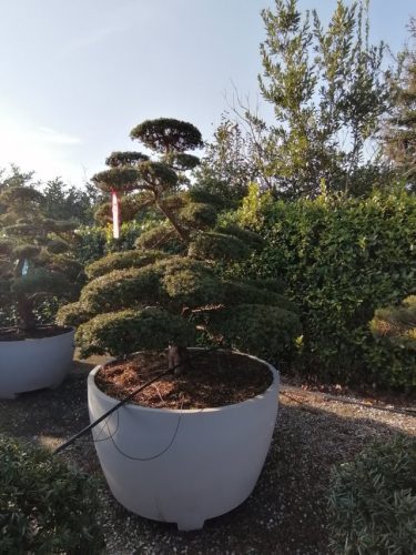 Taxus cuspidata H220 VB130