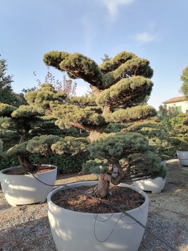 Pinus pentaphylla H220 VB135